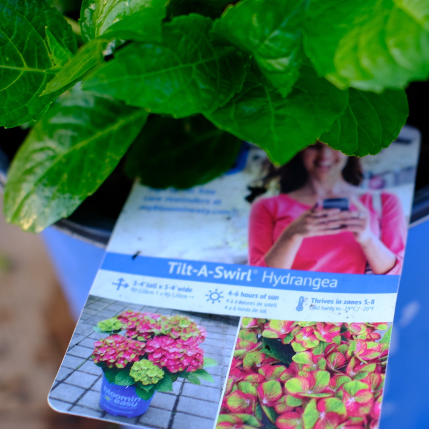 Hydrangea Tilt-a-Swirl®