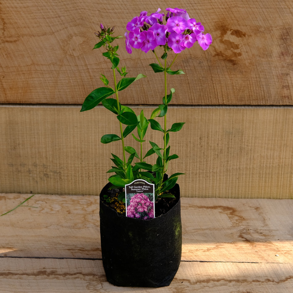 Phlox Paniculata 'Laura'