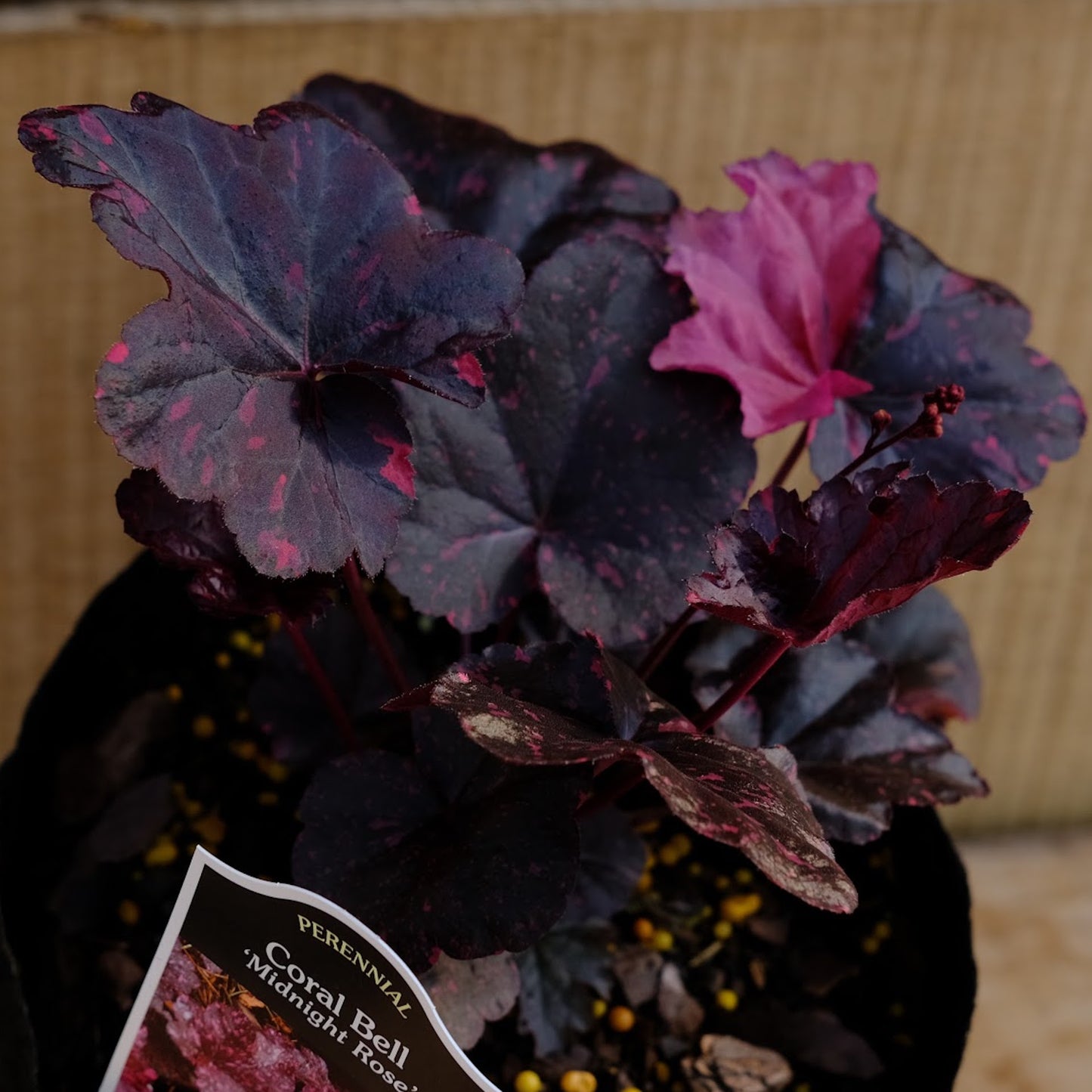 Heuchera 'Midnight Rose' - Coral Bells
