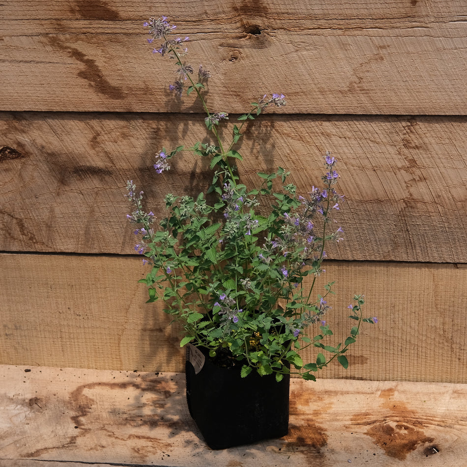 Catmint - Walker's Low - Nepeta