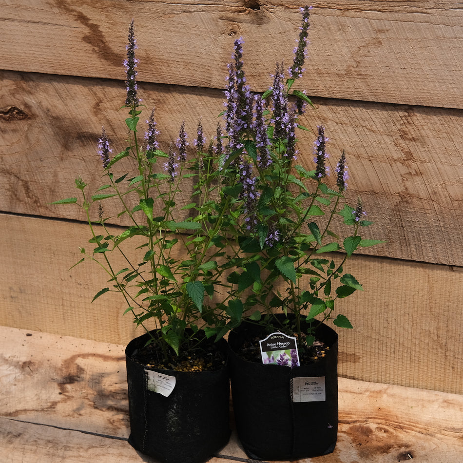 Agastache Little Adder - Anise Hyssop