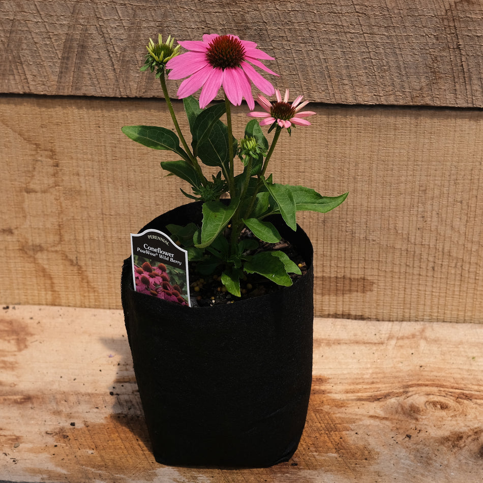 Echinacea 'PowWow Wild Berry' - Coneflower