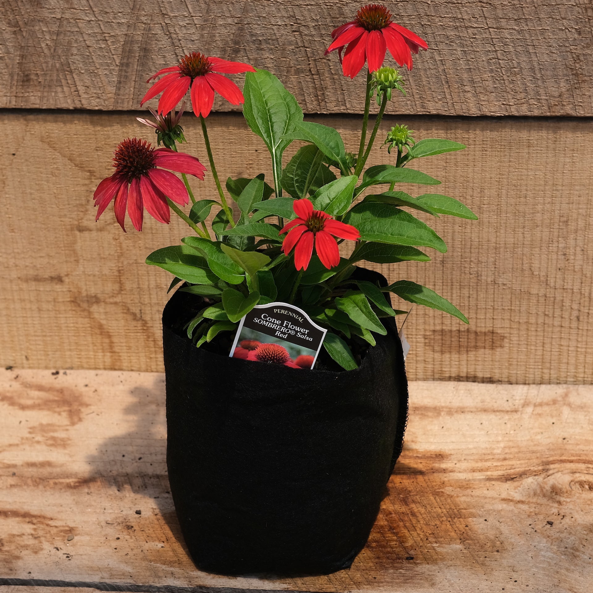 echinacea sombrero salsa red seeds Echinacea 'Sombrero Salsa Red'