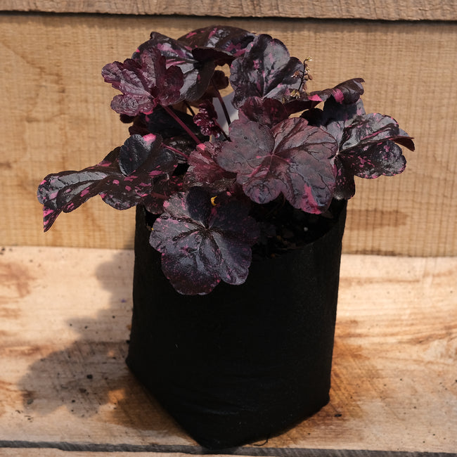 Heuchera 'Midnight Rose' - Coral Bells
