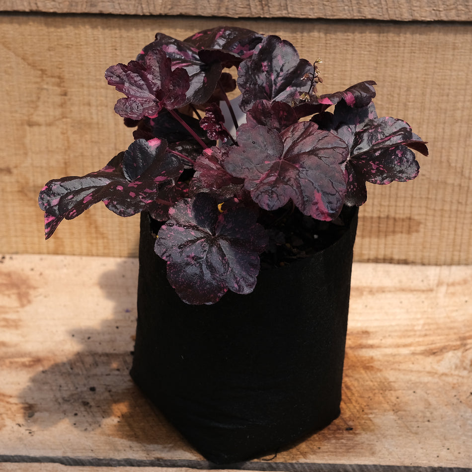 Heuchera Midnight Rose - Coral Bells