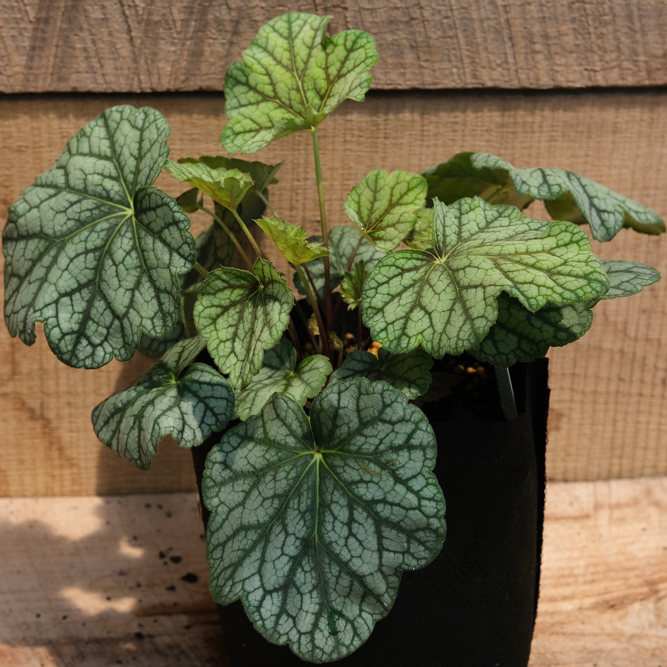 Heuchera Green Spice - Coral Bells