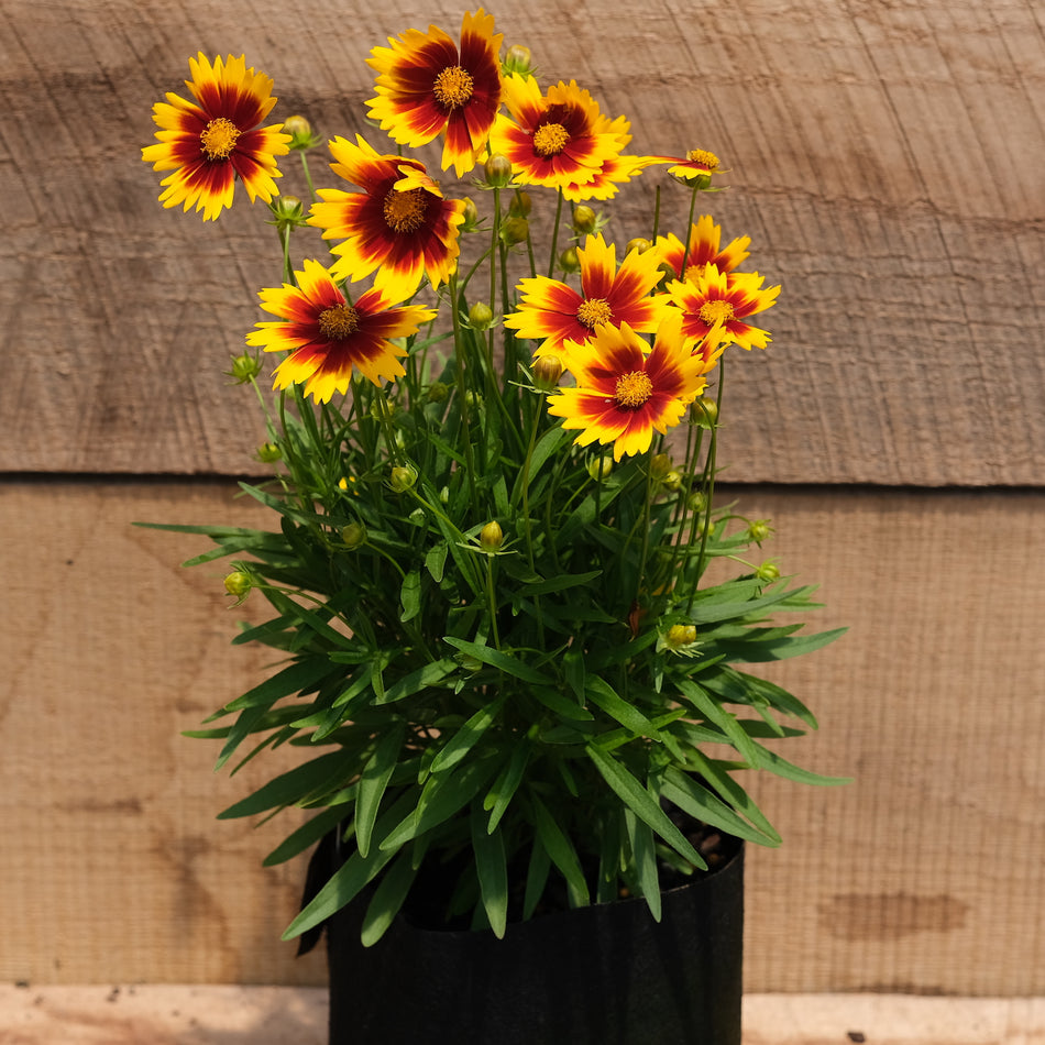 Coreopsis UPTICK™ Gold & Bronze - Tickseed