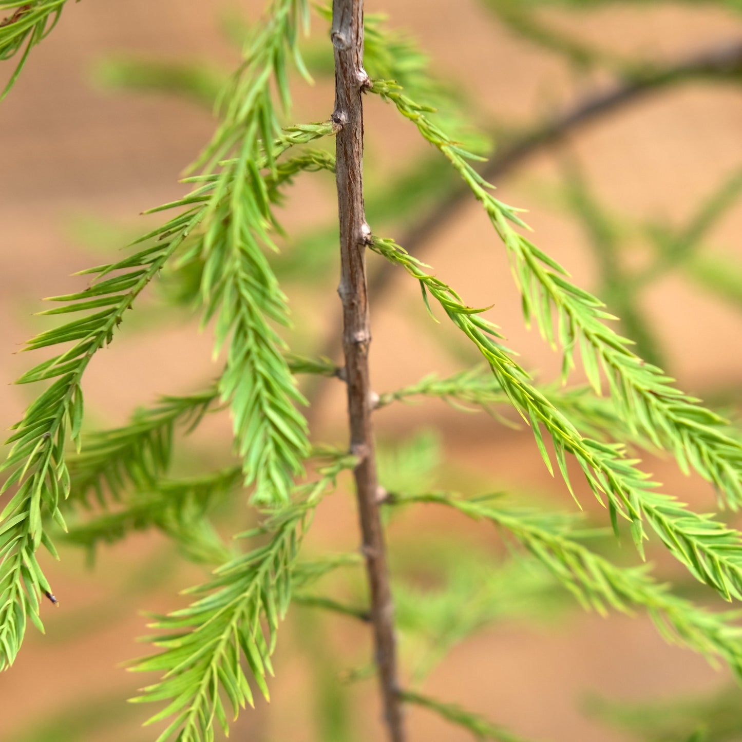Bald Cypress ' Falling Waters'