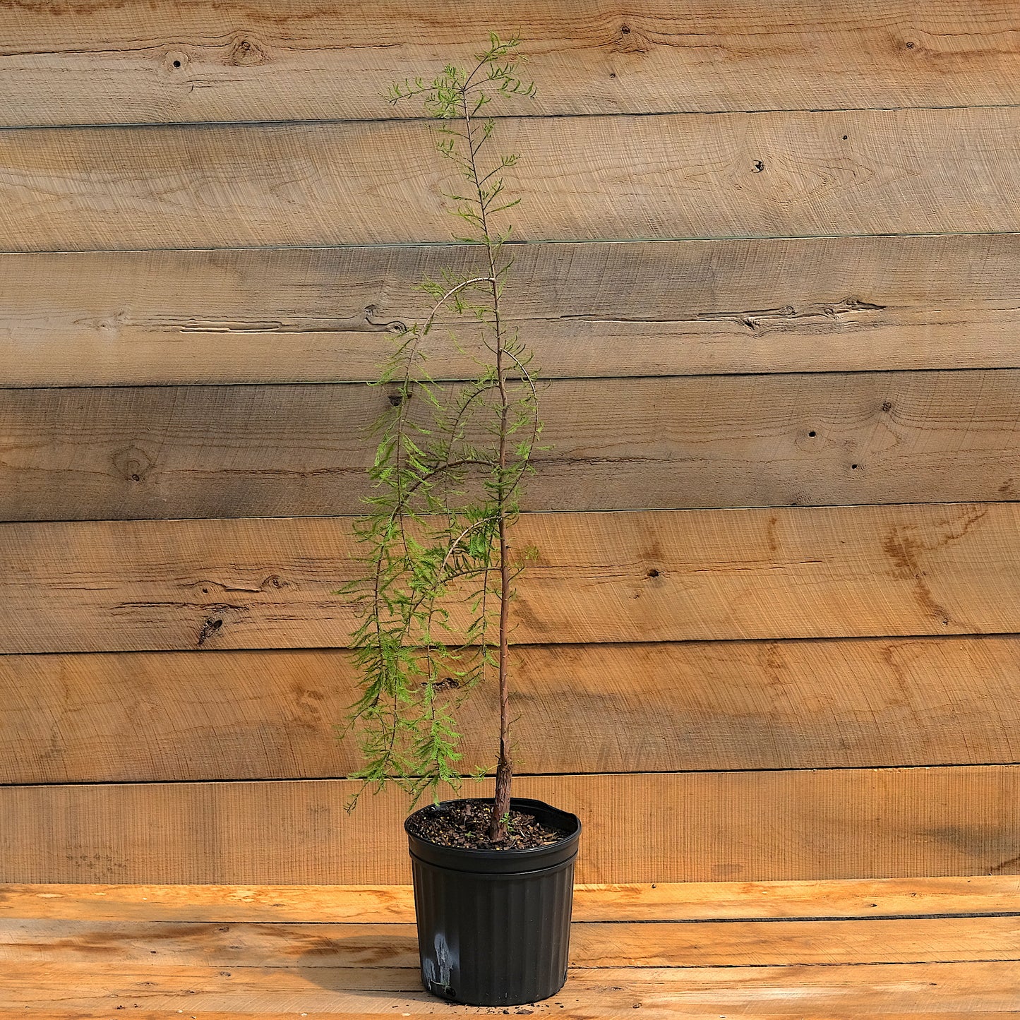 Bald Cypress ' Falling Waters'