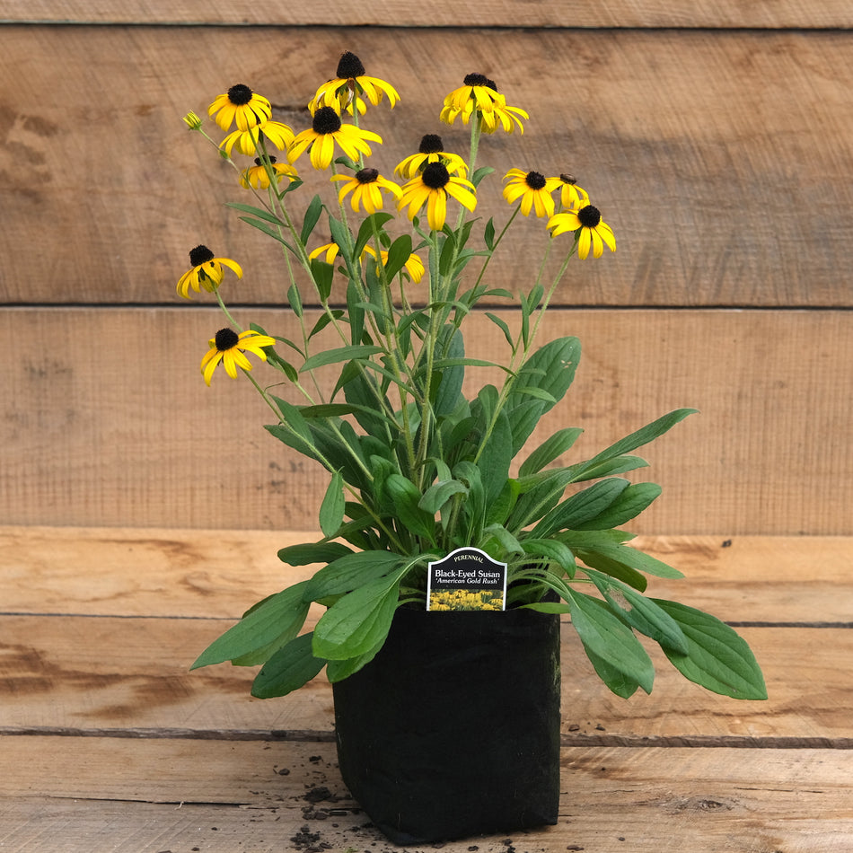 Black Eye Susan - American Gold Rush - Rudbeckia