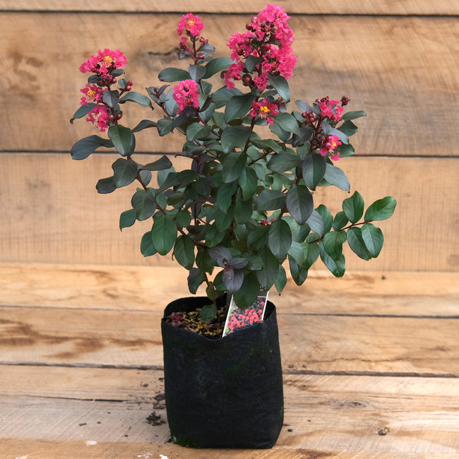 Crape Myrtle 'Cherry Mocha' BARISTA - Lagerstroemia
