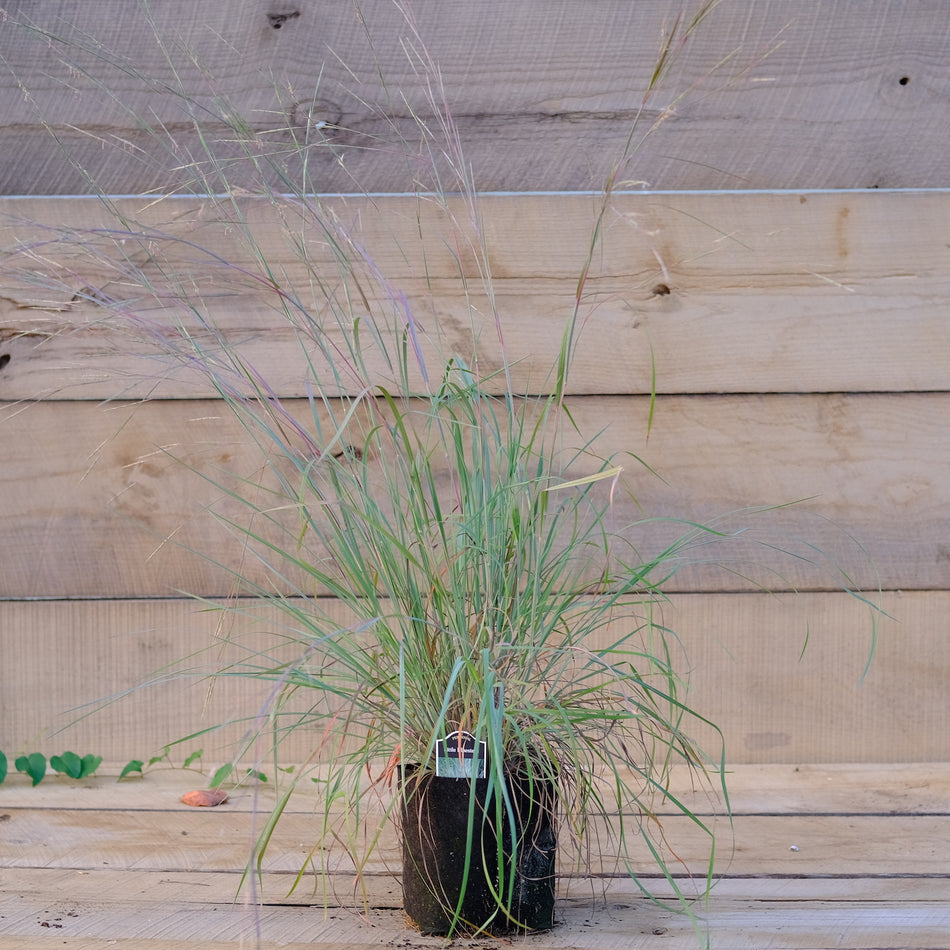 Little Blue Stem Grass