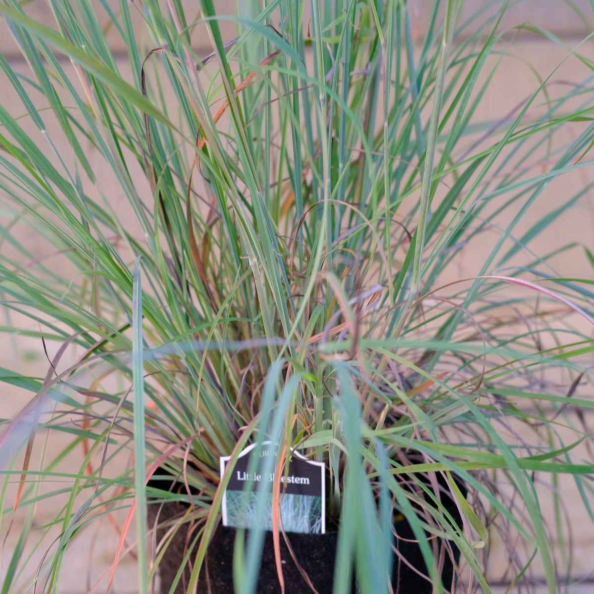 Little Blue Stem Grass