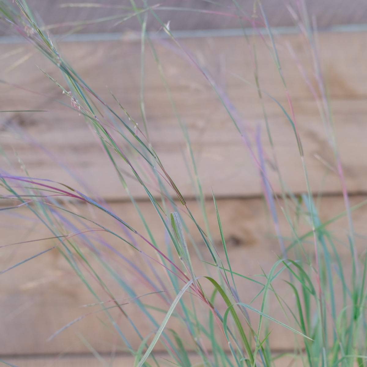 Little Blue Stem Grass