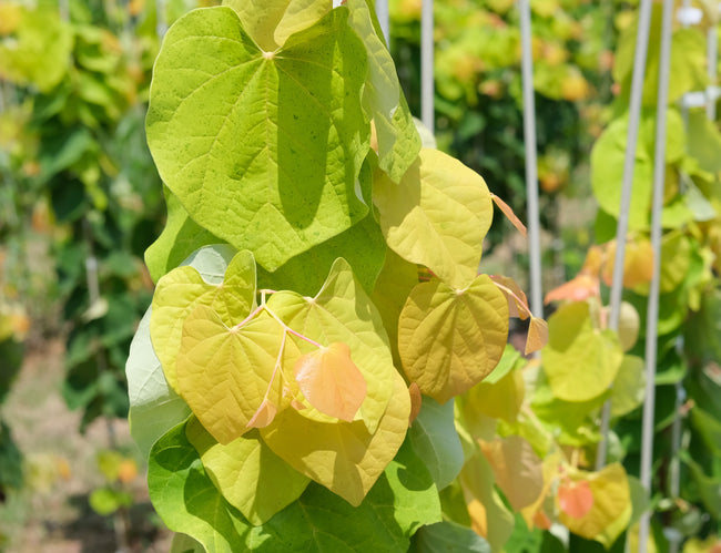 Rise & Shine™ Redbud