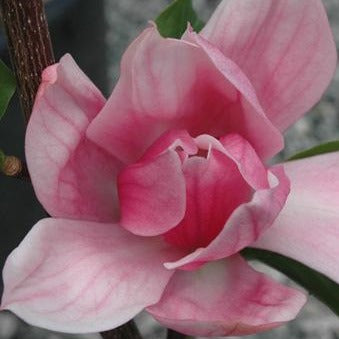 Magnolia 'Daybreak'