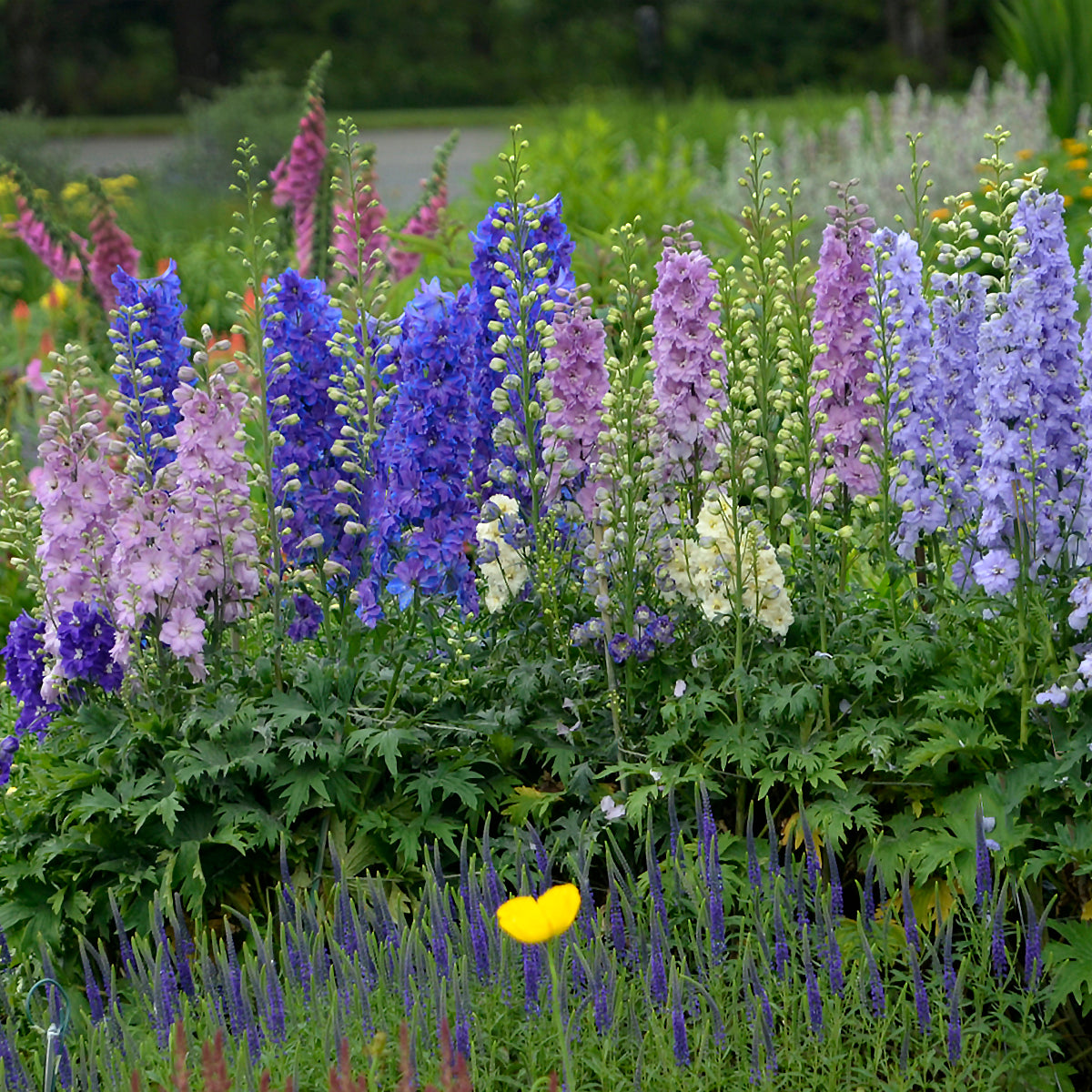 New Blooms Nursery Delphinium Mini Stars - Thumbnail 2