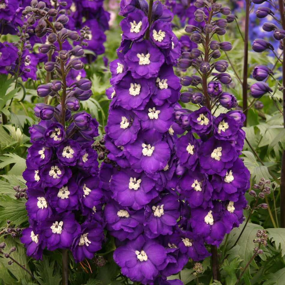 Delphinium Purple Passion