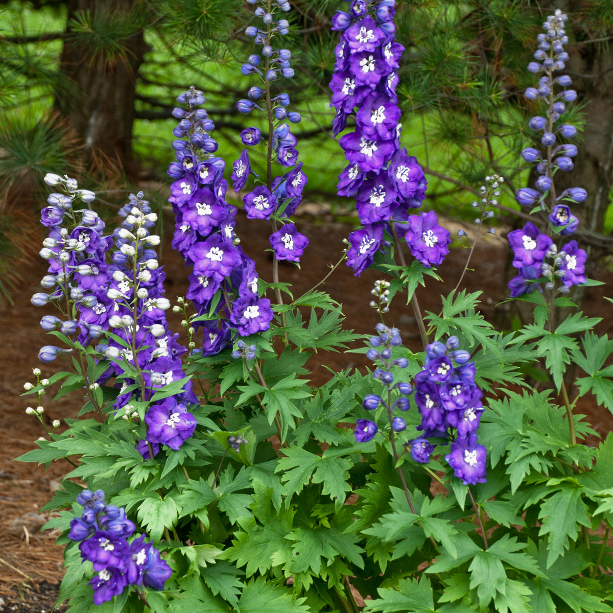 Delphinium Purple Passion
