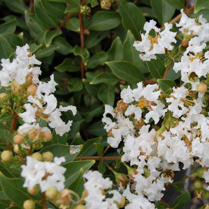 Diamond Dazzle® Dwarf Crape Myrtle