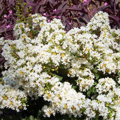 Diamond Dazzle® Dwarf Crape Myrtle