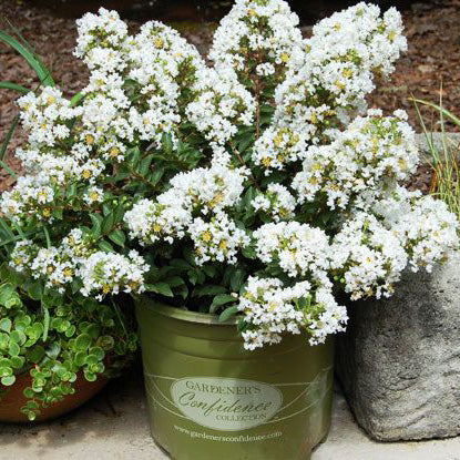 Diamond Dazzle® Dwarf Crape Myrtle