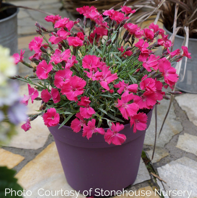 New Blooms Nursery Dianthus - Thumbnail 3