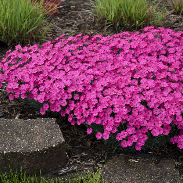 Dianthus Vivid™ Bright Light - Pinks