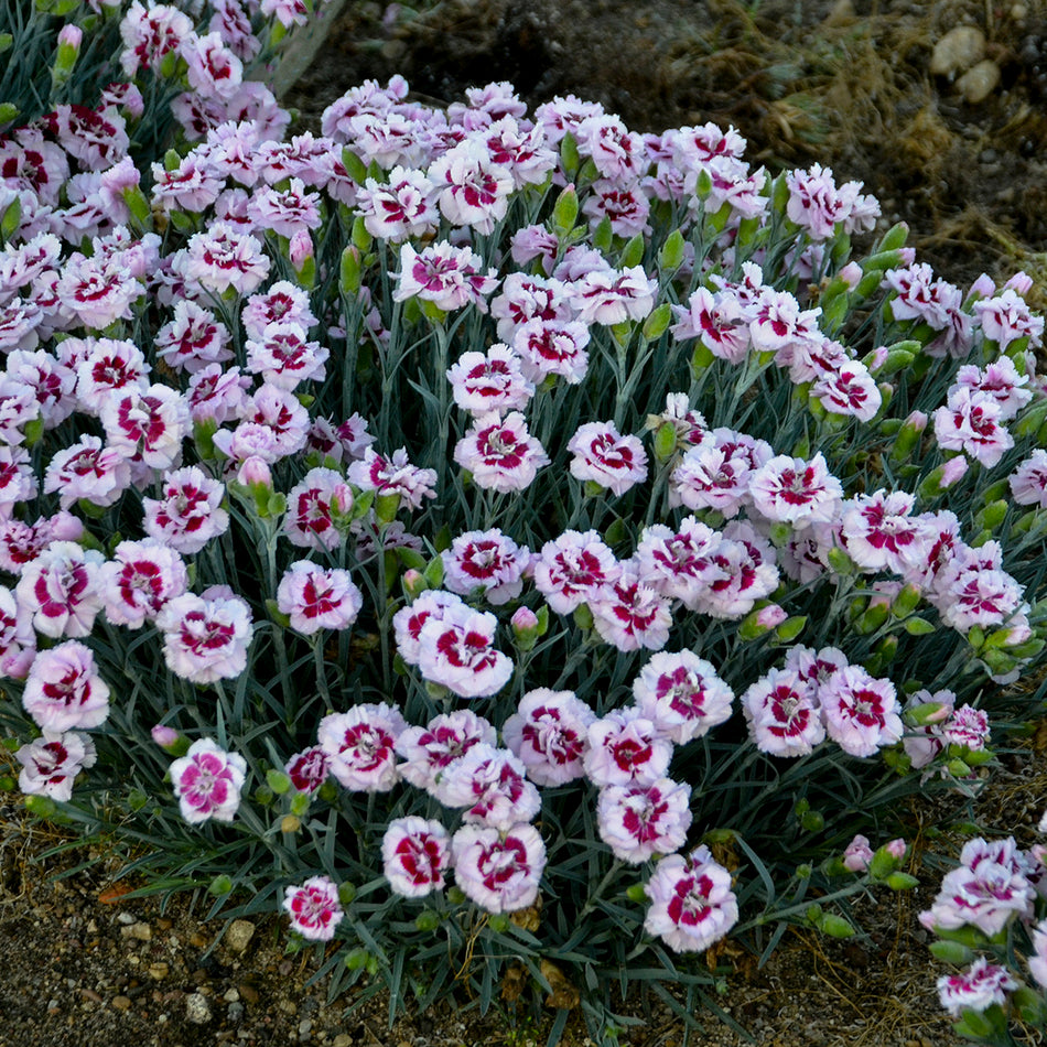 Dianthus Poppers™ 'Kiss and Tell' - Pinks