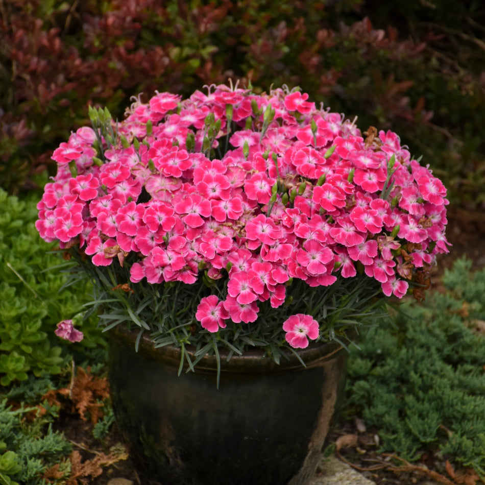 Dianthus Single Ladies™ 'Lip Gloss' - Pinks