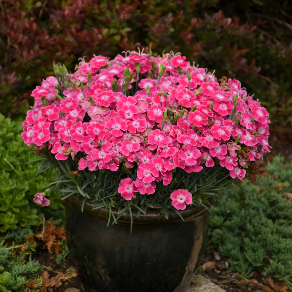 Dianthus Single Ladies™ 'Lip Gloss' - Pinks