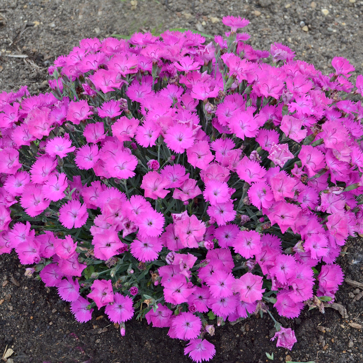 Dianthus Paint the Town Fuchsia - Pinks