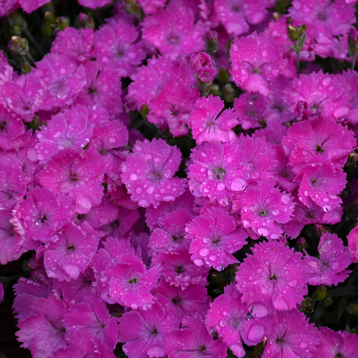 Dianthus Paint the Town Fuchsia - Pinks
