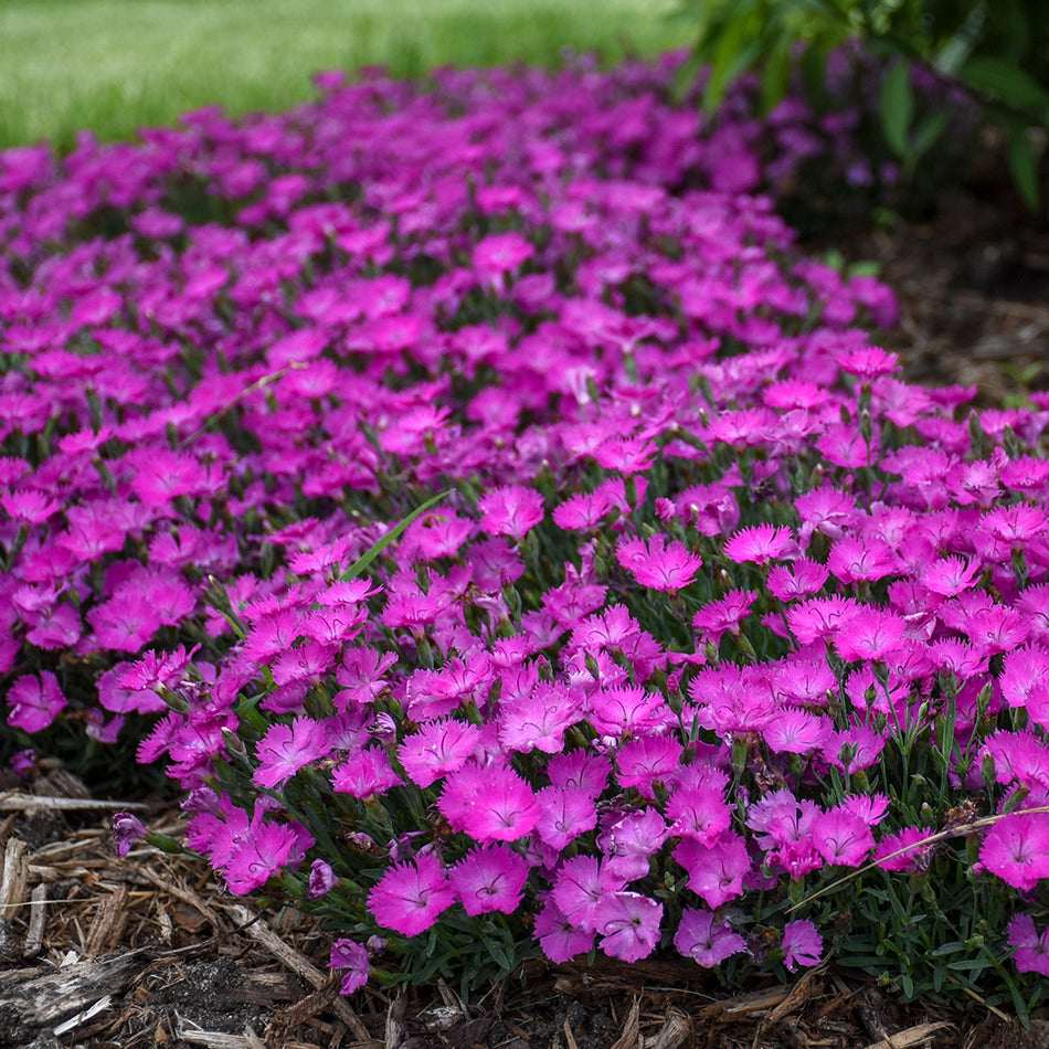 Dianthus Paint the Town Fuchsia - Pinks