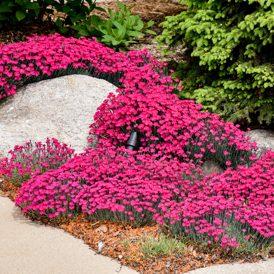 Dianthus Paint the Town Magenta - Pinks