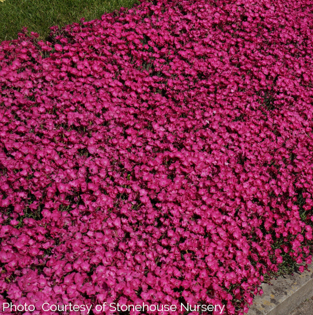 New Blooms Nursery Dianthus - Thumbnail 2