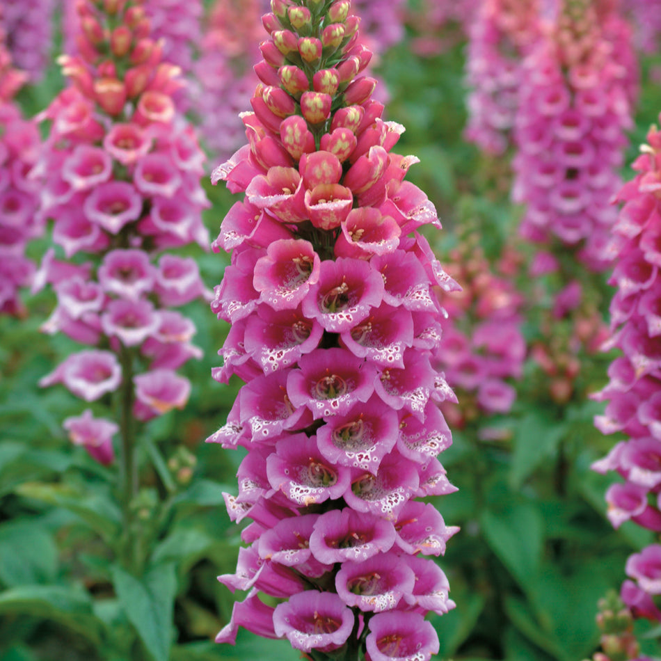 Digitalis Purpurea Candy Mountain - Foxglove