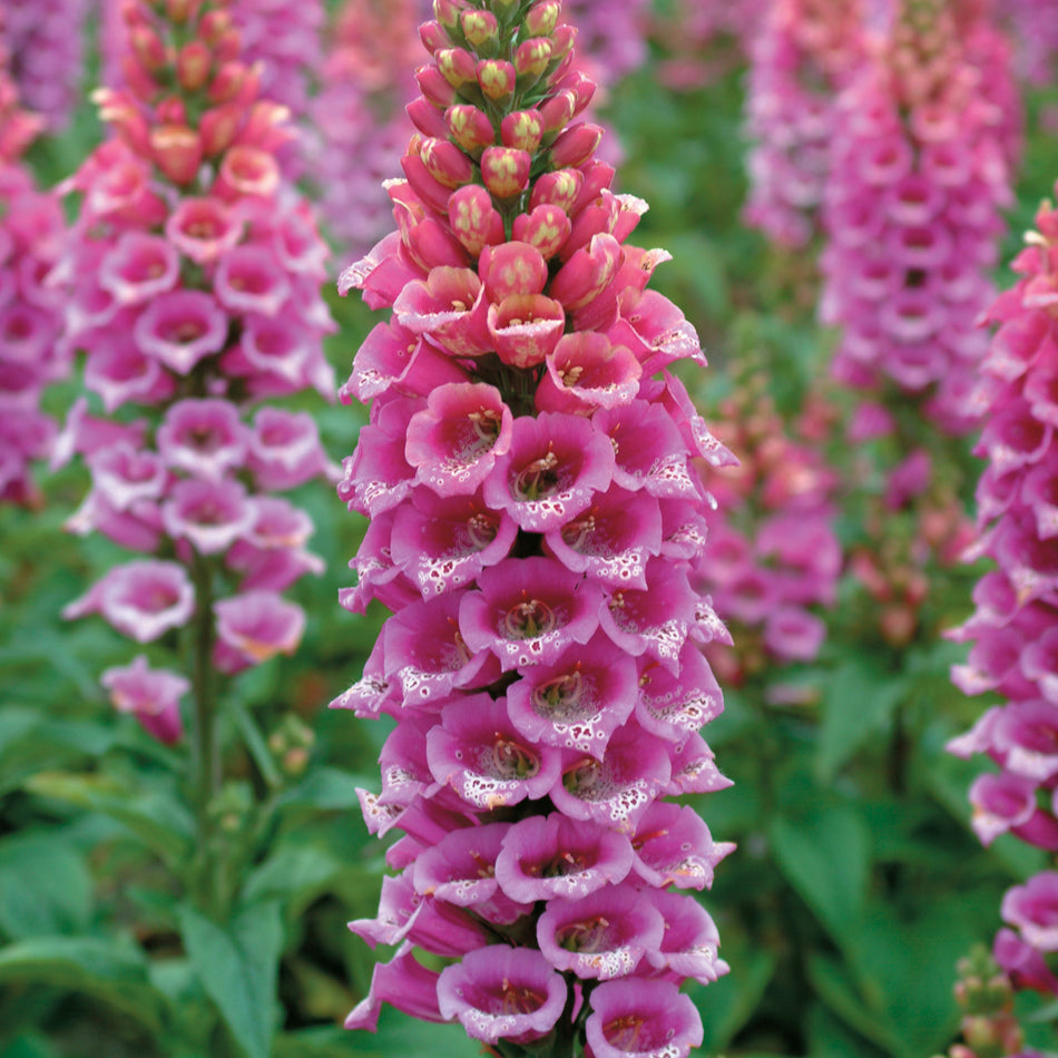 Digitalis Purpurea Candy Mountain - Foxglove