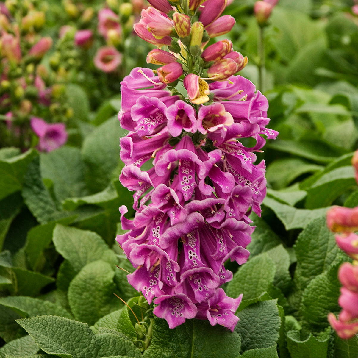 Digitalis Purpurea Candy Mountain - Foxglove