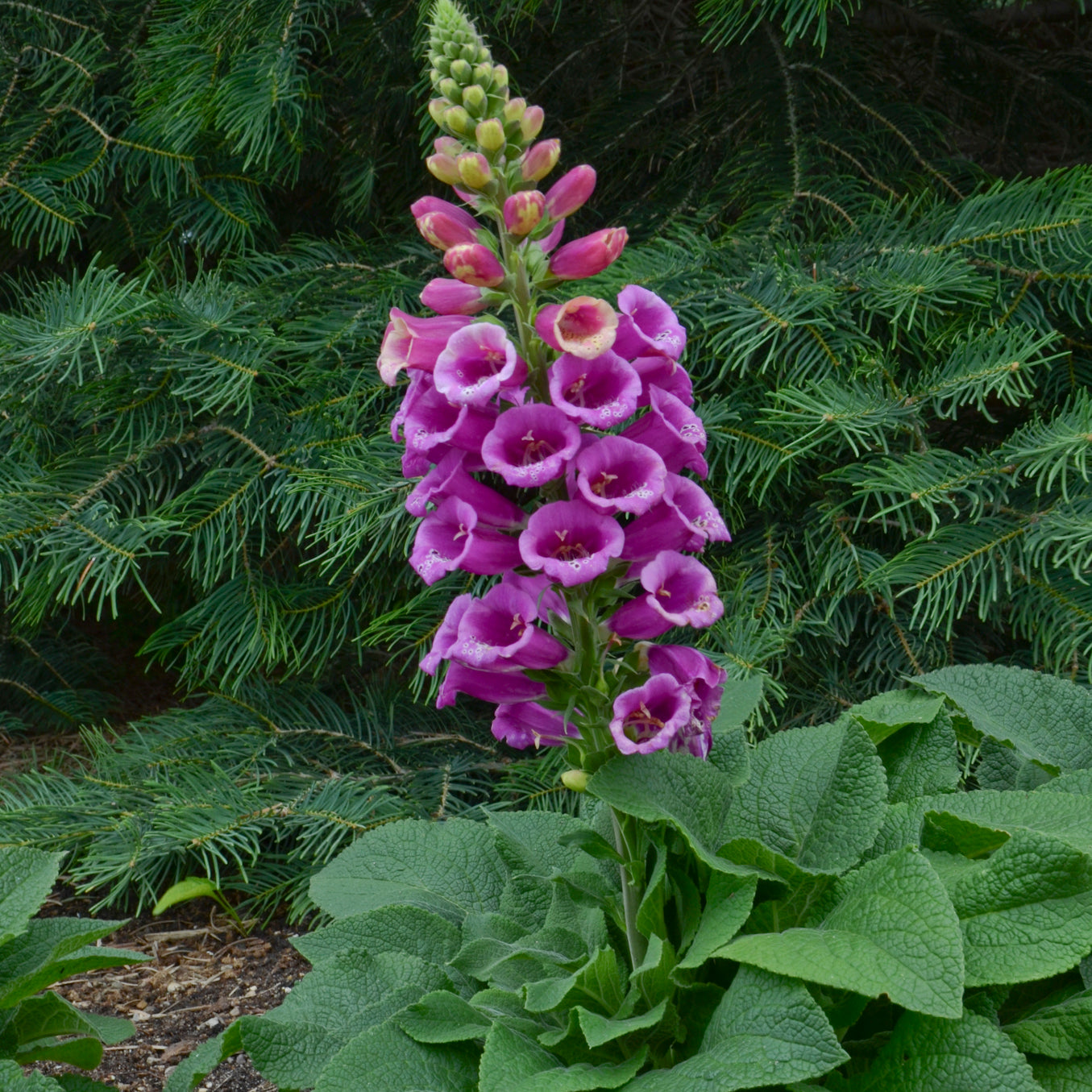 Digitalis Purpurea Candy Mountain - Foxglove