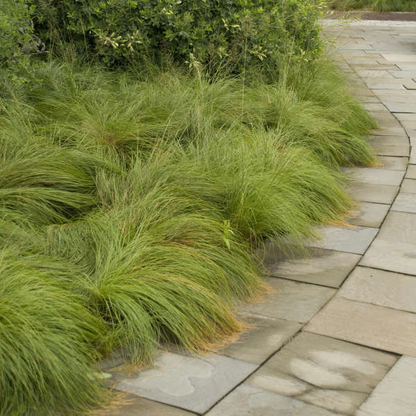 Prairie Dropseed Grass