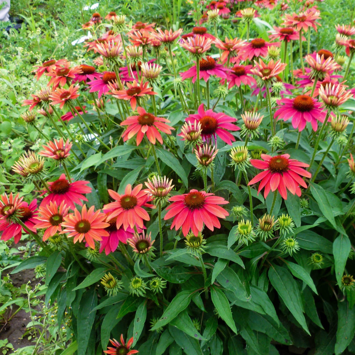 New Blooms Nursery Echinacea Sombrero Tres Amigos Coneflower - Thumbnail 2