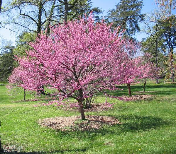 Tennessee Pink Redbud