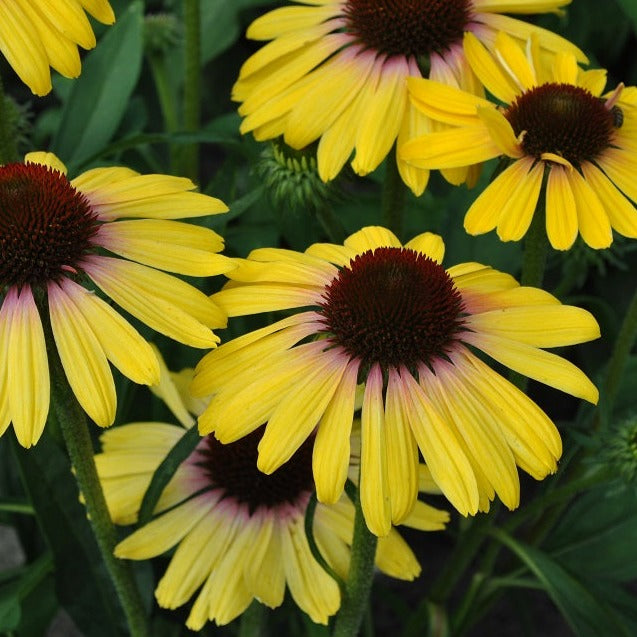 Echinacea Butterfly™ Yellow Rainbow Marcella - Coneflower