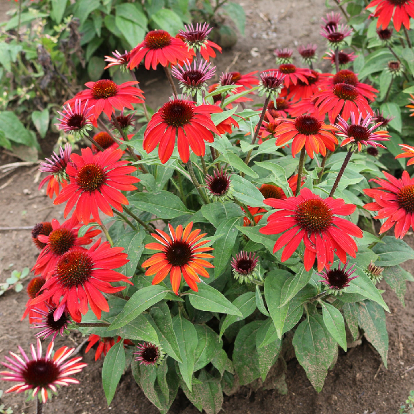 Echinacea Sombrero Sangrita - Coneflower