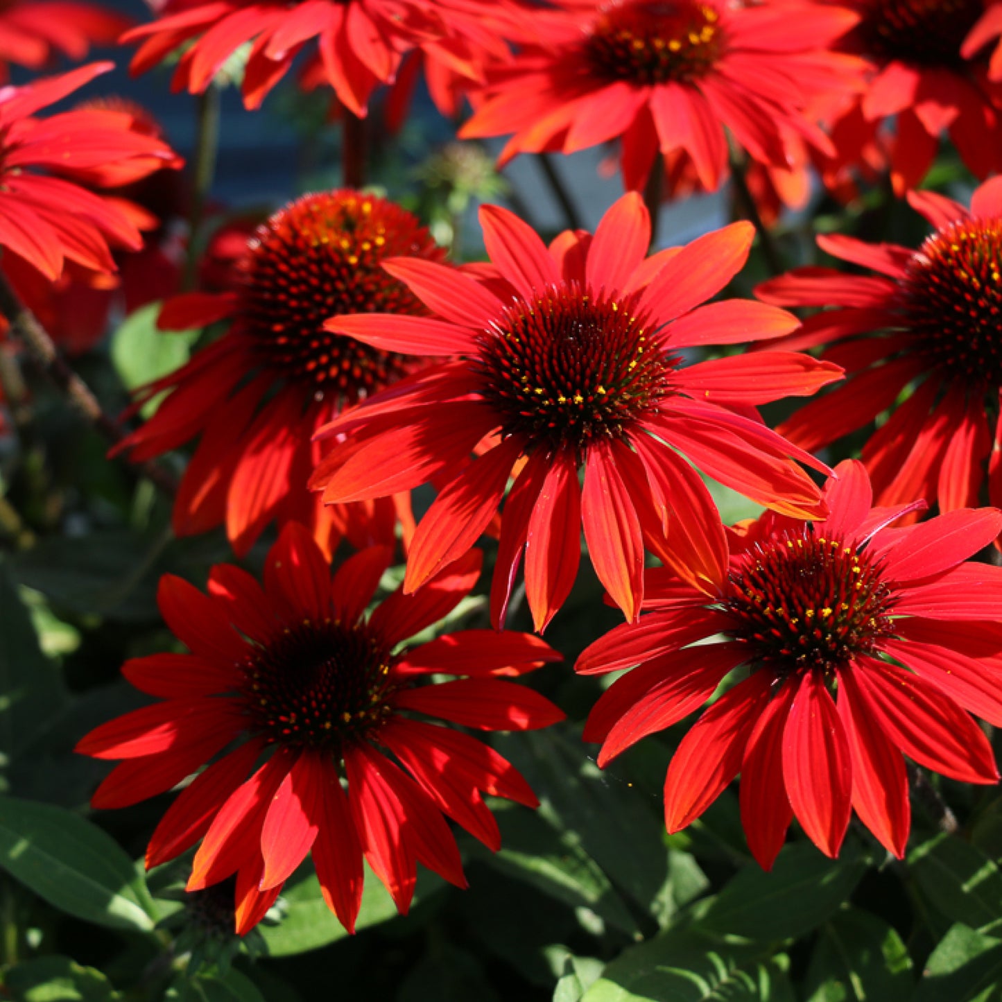 Echinacea Sombrero Sangrita - Coneflower