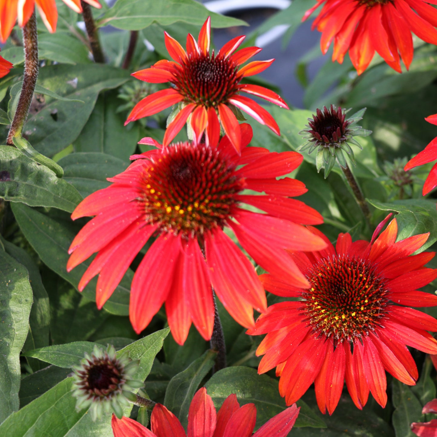 Echinacea Sombrero Sangrita - Coneflower