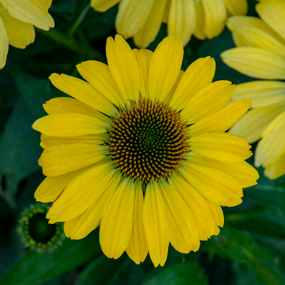 Echinacea 'Canary Feather' Coneflower