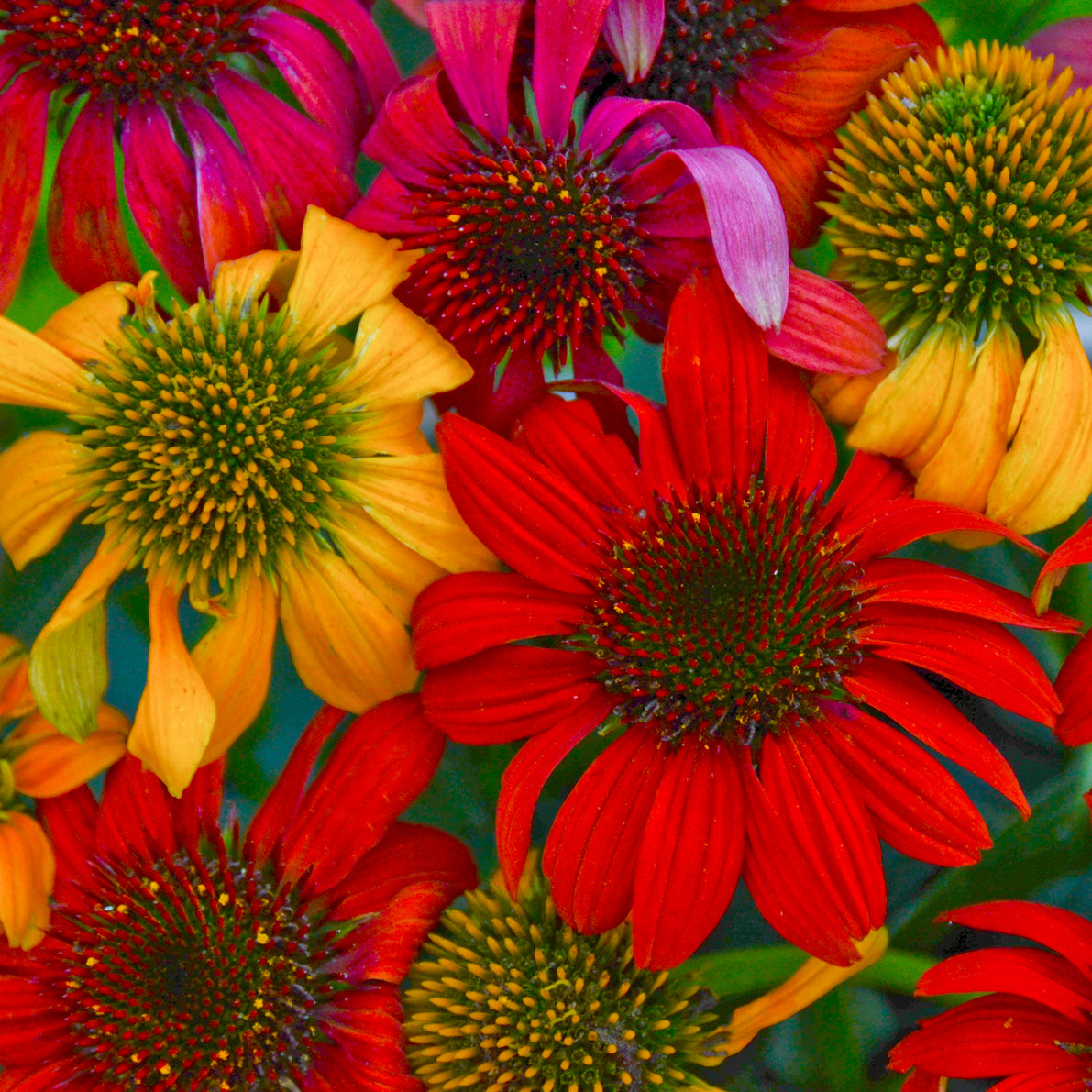 Echinacea Cheyenne Spirit Coneflower