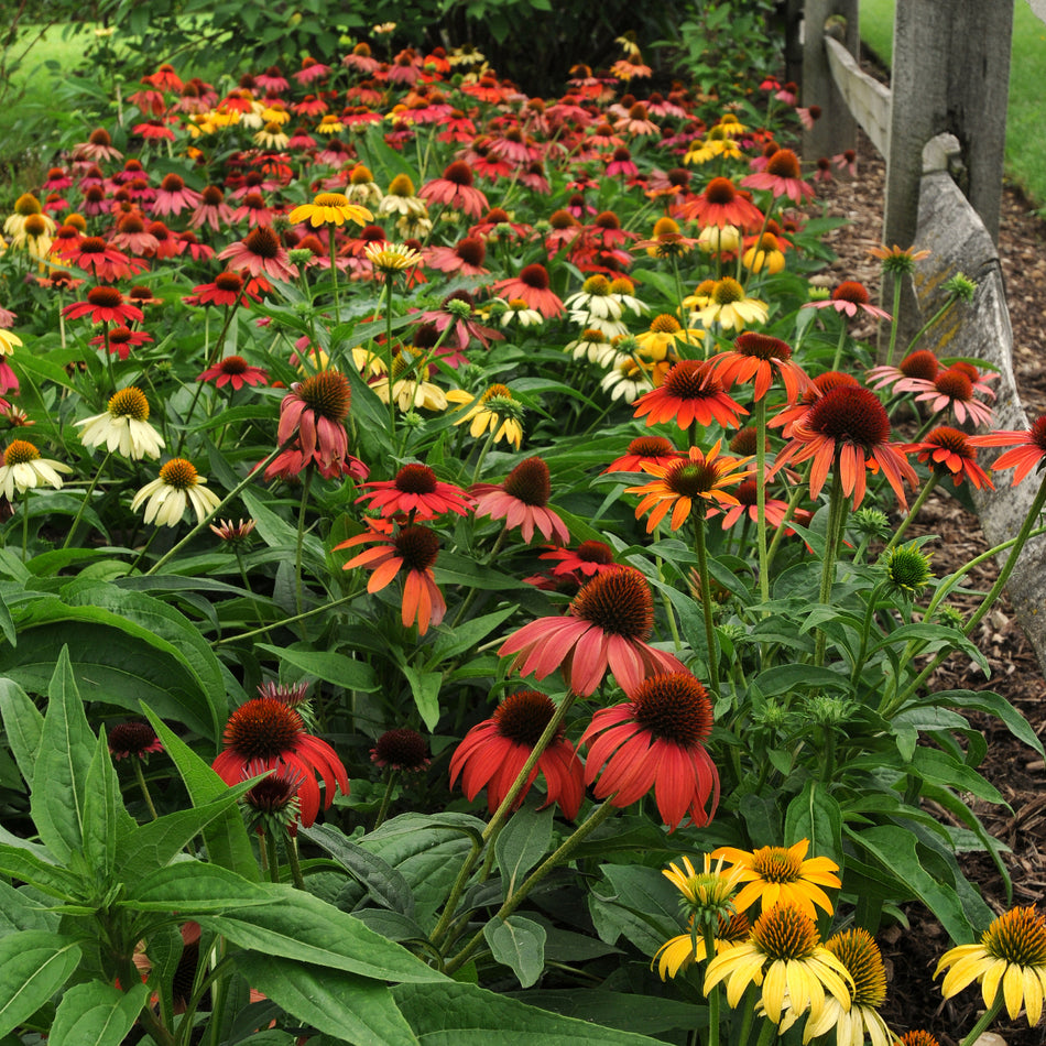 Echinacea Cheyenne Spirit Coneflower